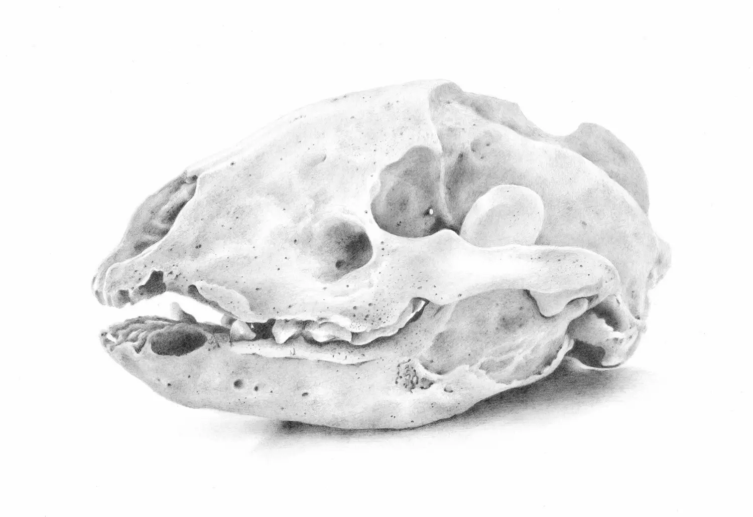 Badger Skull Graphite Pencil Illustration